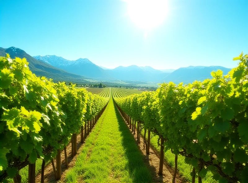 Lush green vineyard in Austria with rolling hills and clear blue sky.