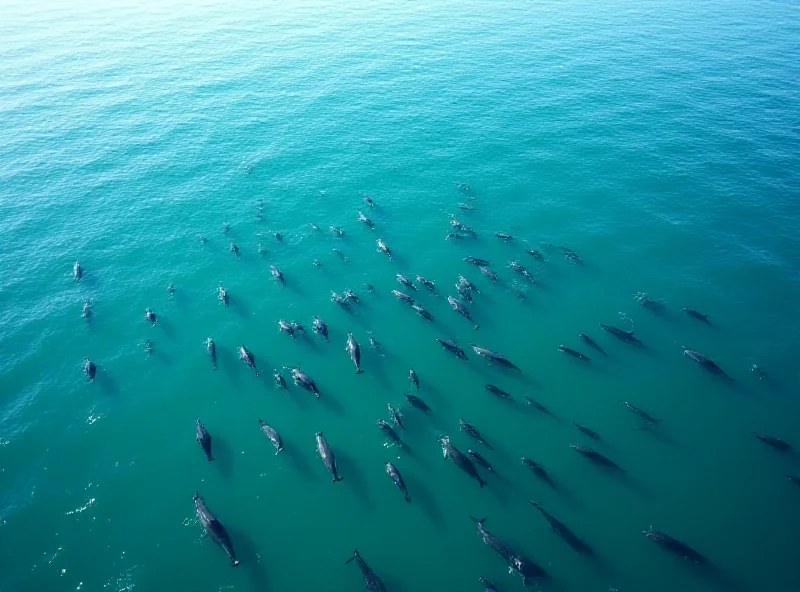 Thousands of dolphins swimming together in Monterey Bay.