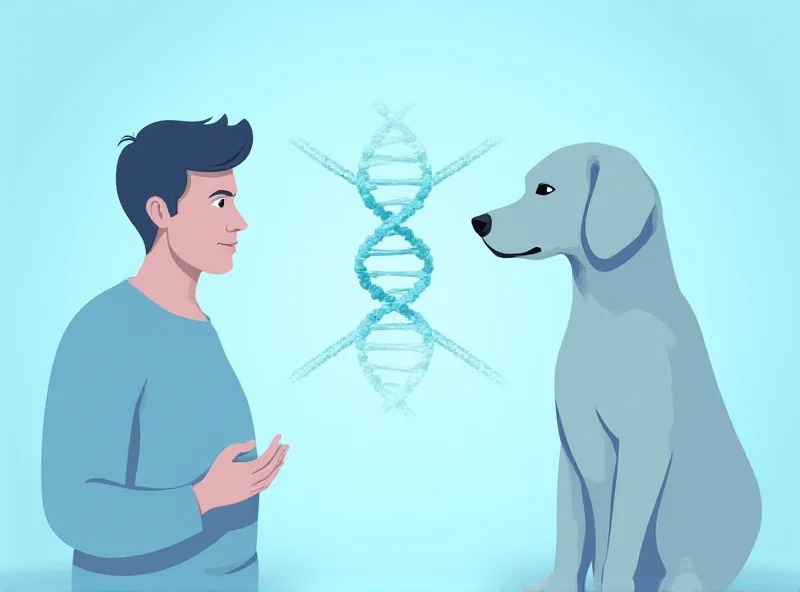 Illustration of a human and a Labrador dog looking at each other with a DNA strand swirling between them, symbolizing shared genes related to obesity.