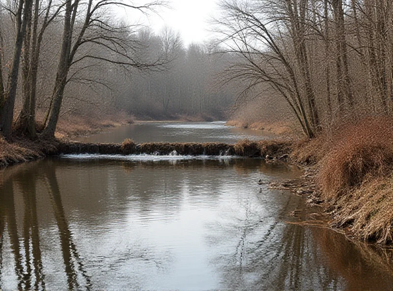 A beaver dam in a river, causing water to back up and flood the surrounding area.