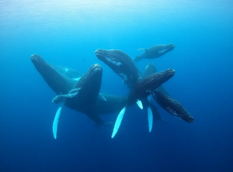 A pod of whales swimming in the ocean, some breaching the surface, with a slightly blurred background suggesting movement.