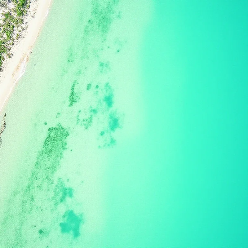 Aerial view of a coastline with seagrass beds visible in the shallow water.