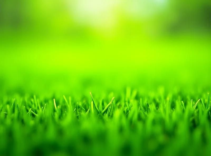 Close-up of a perfectly manicured green lawn